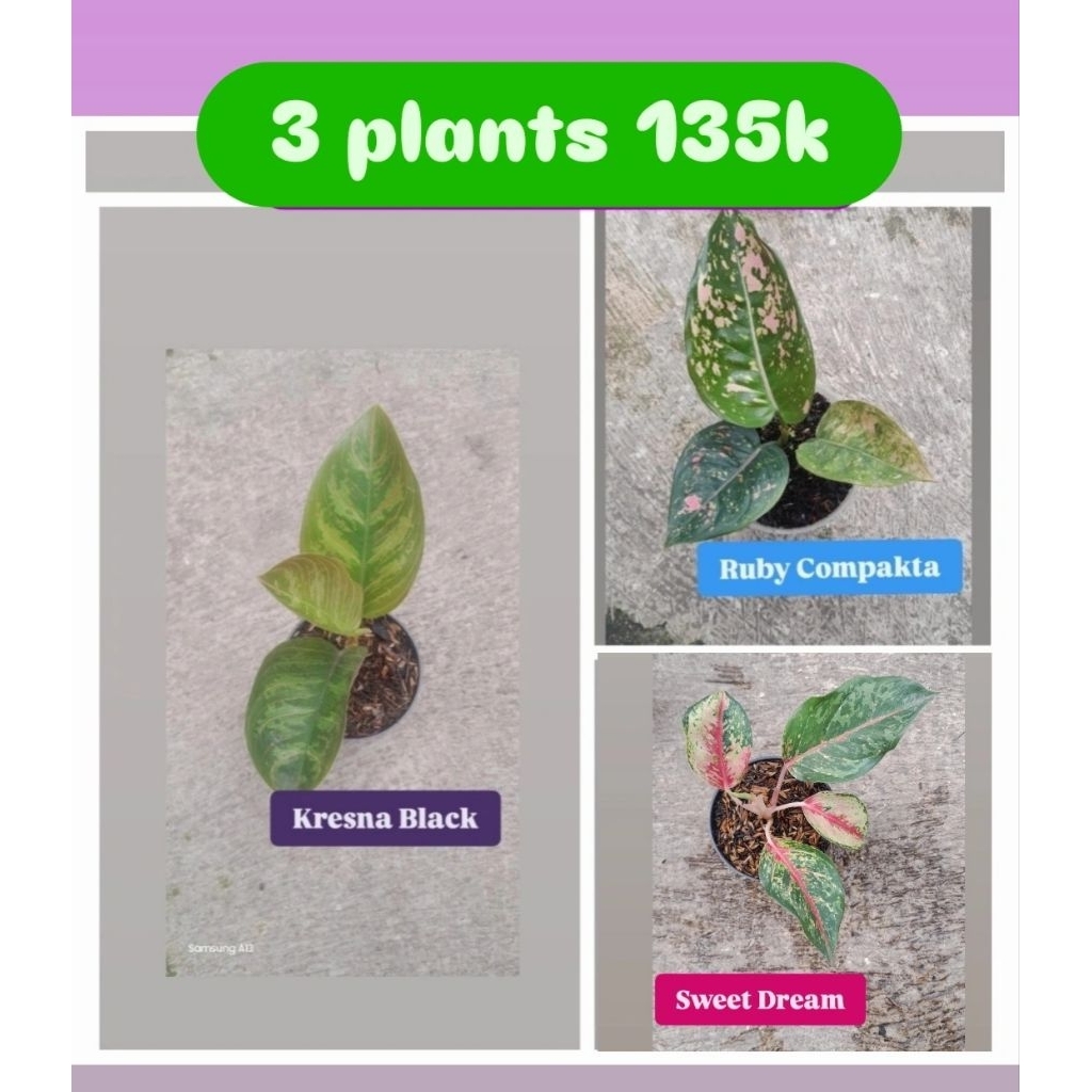 Paket 3 Aglonema 135K = Kresna black, Ruby compakta, Sweet dream