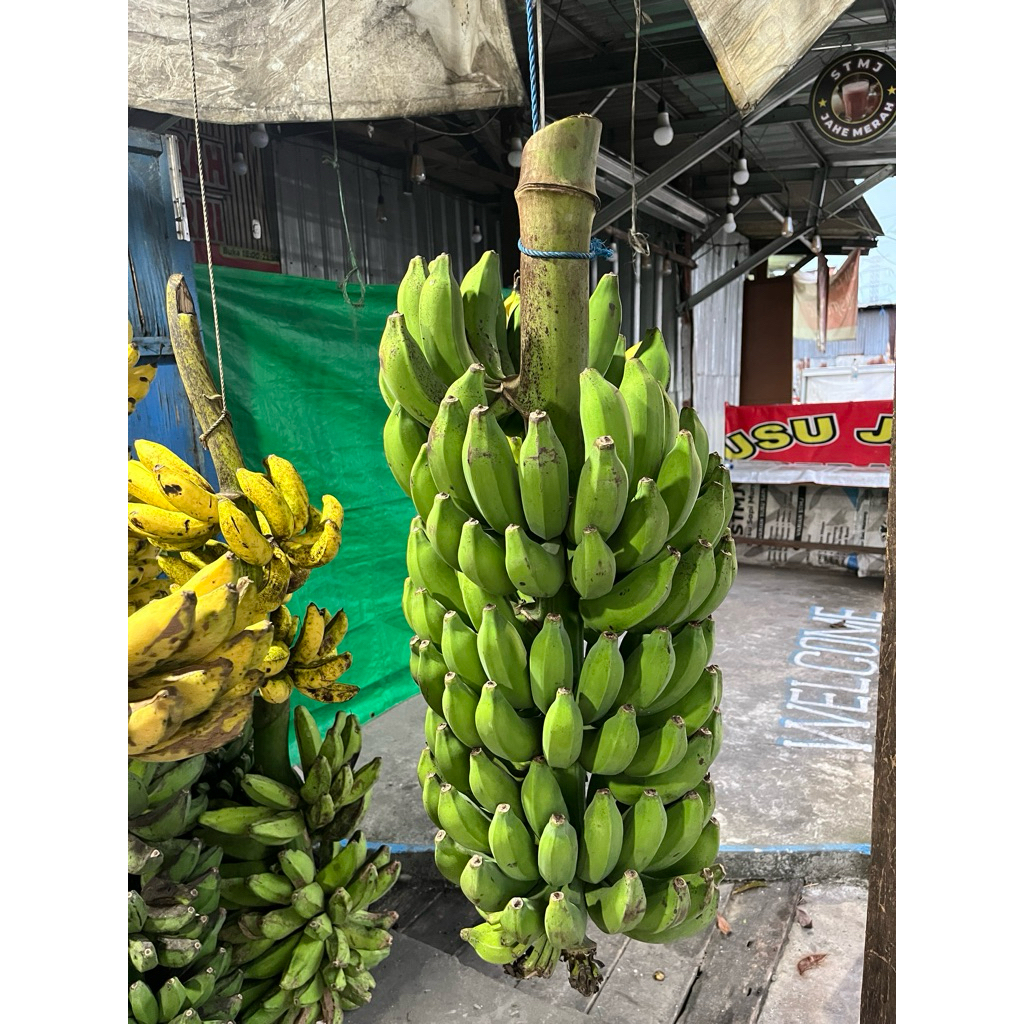 PISANG RAJA 1 TANDAN ISI 16 SISIR SUPER FRESHH grosirr murah