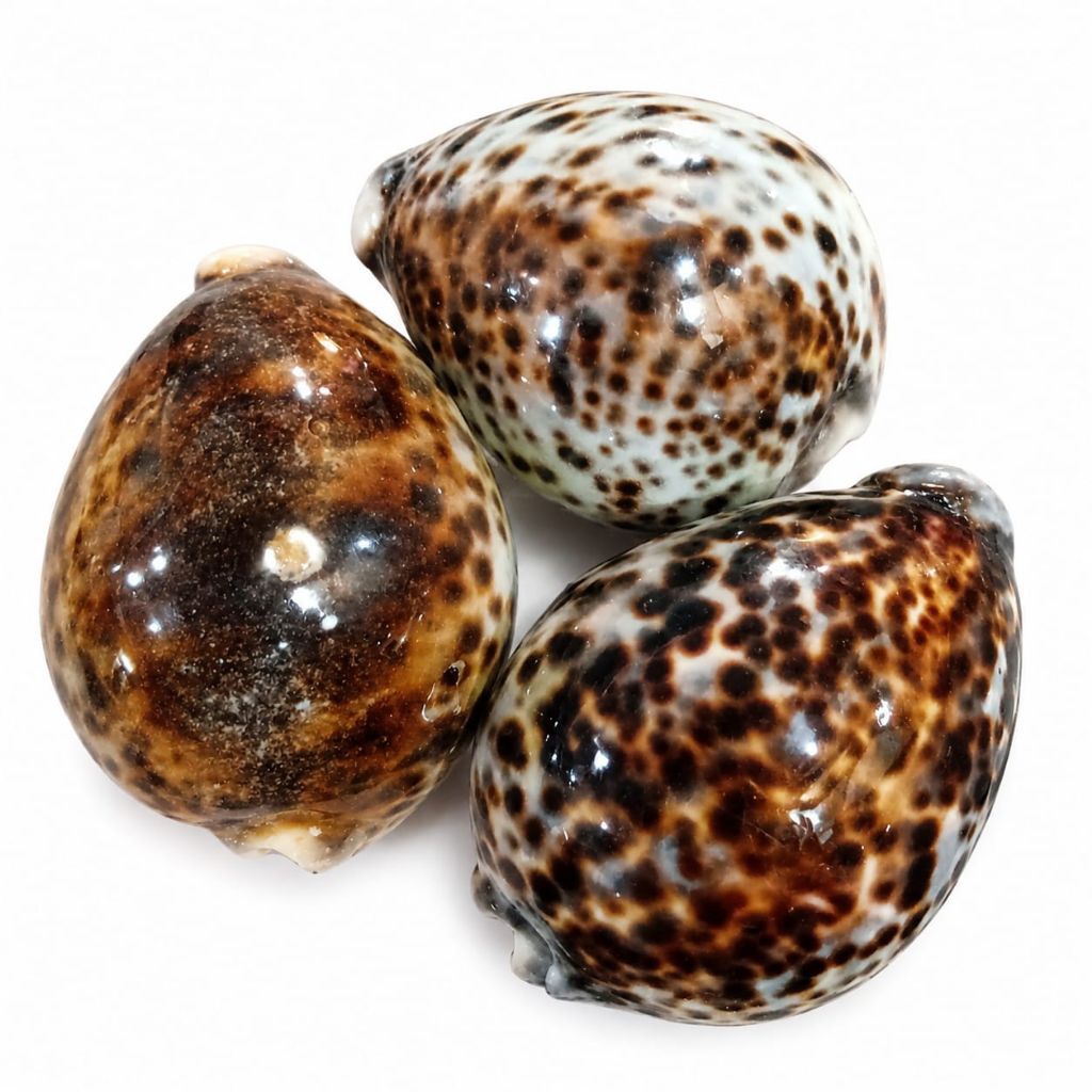 Kerang kuwuk jumbo kerang macan ecer kerang tutul cangkang kerang hias