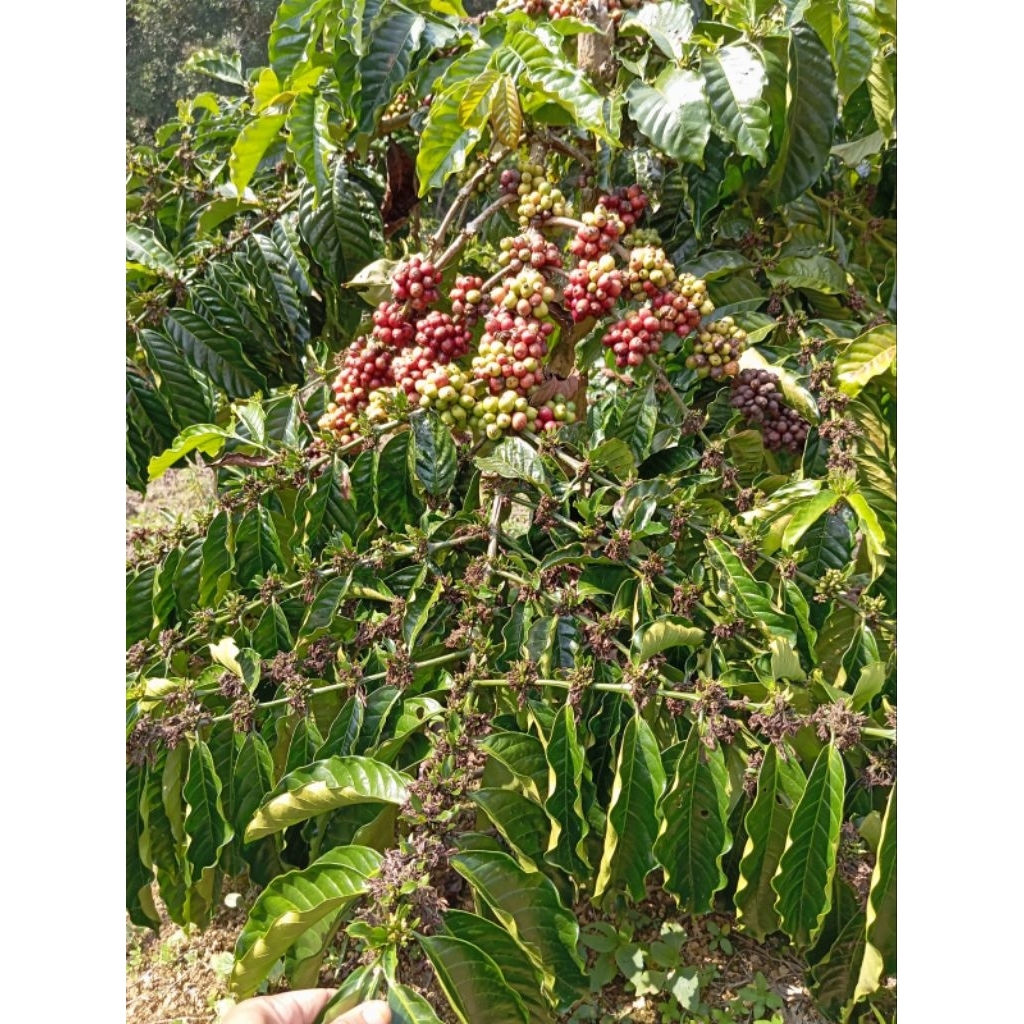 entres kopi bagio full raja