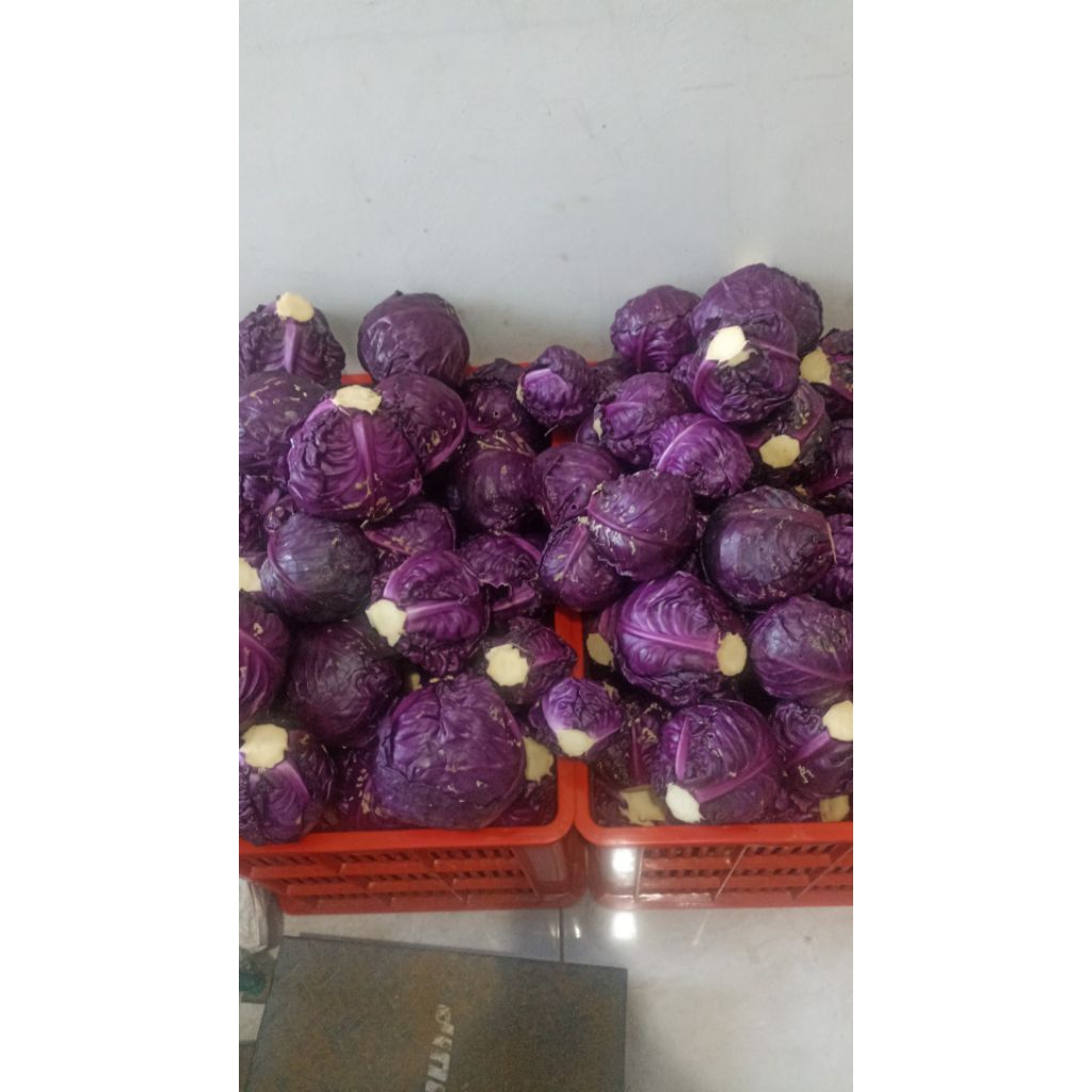 KOL UNGU 1KG