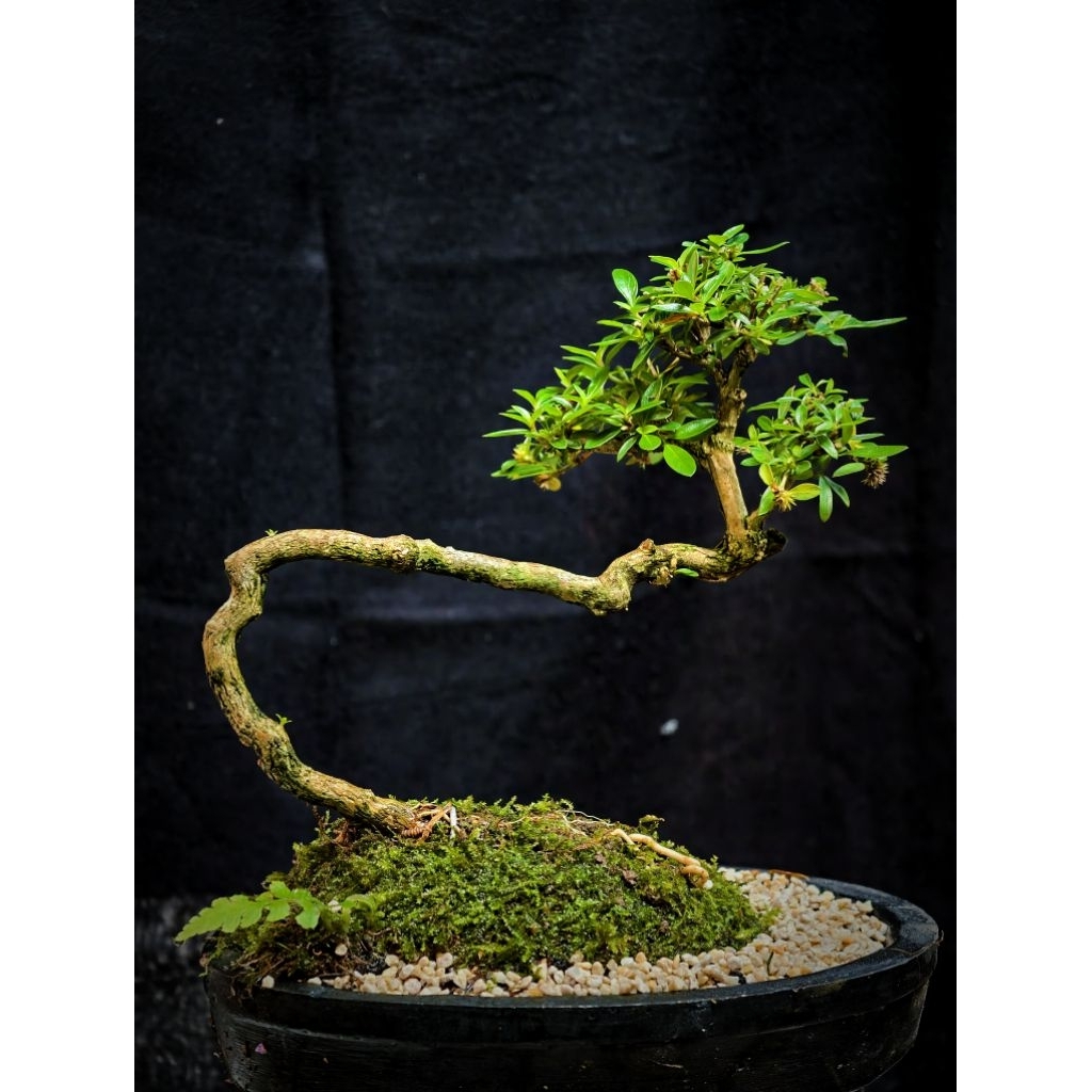 Bonsai Seribu bintang Macro Bunga Putih Bonsai Penjing Karakter Realpict