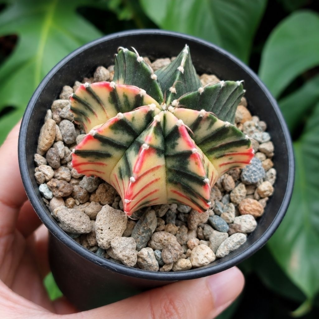 Gymno Gymnocalycium LB Single Spine Varigata Rainbow Jelly