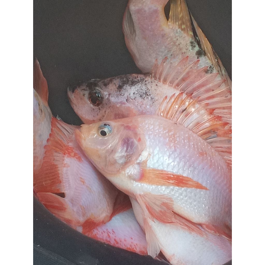 ikan Nila merah uk 3,4,5,6 perkilo