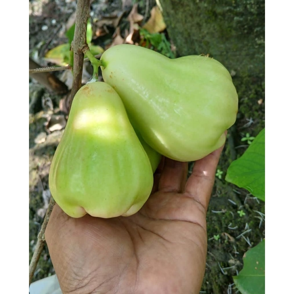 Entres Bahan Grafting jambu air SALJU