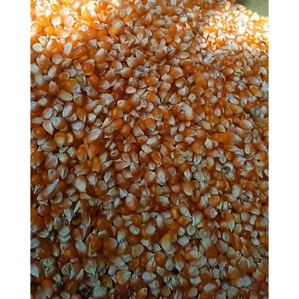 jagung oren kristal super 1kg jagung oren kecil pipil kering1kg