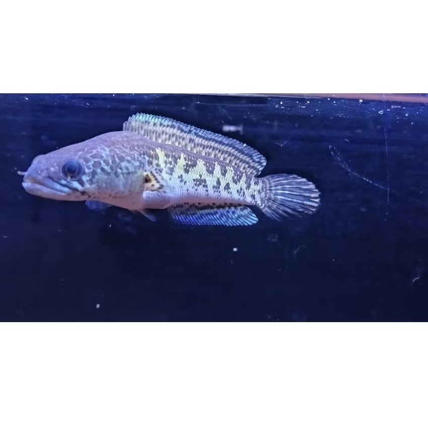 Hiasan Aquarium/Channa Auranti 14-15cm