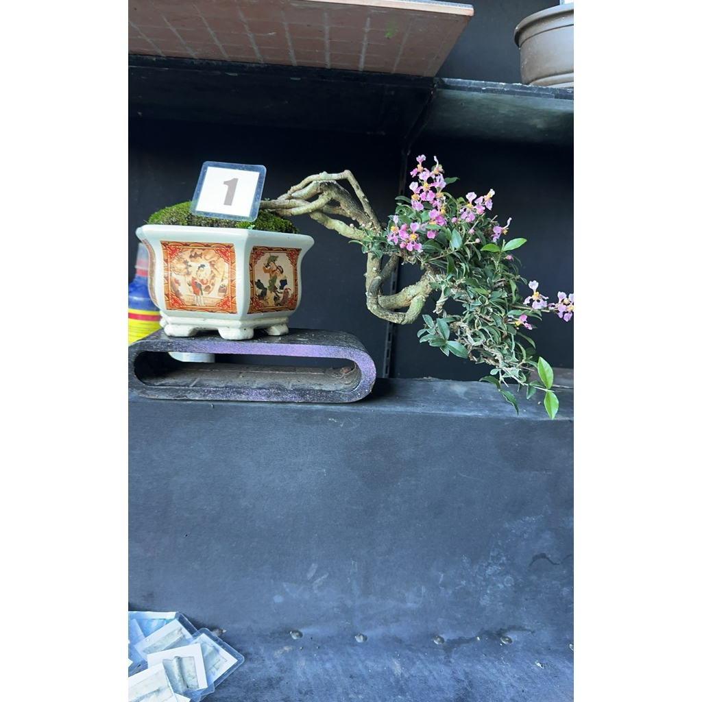 bonsai sakura Micro