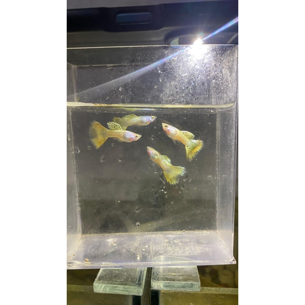 Guppy metal yellow lace sepasang
