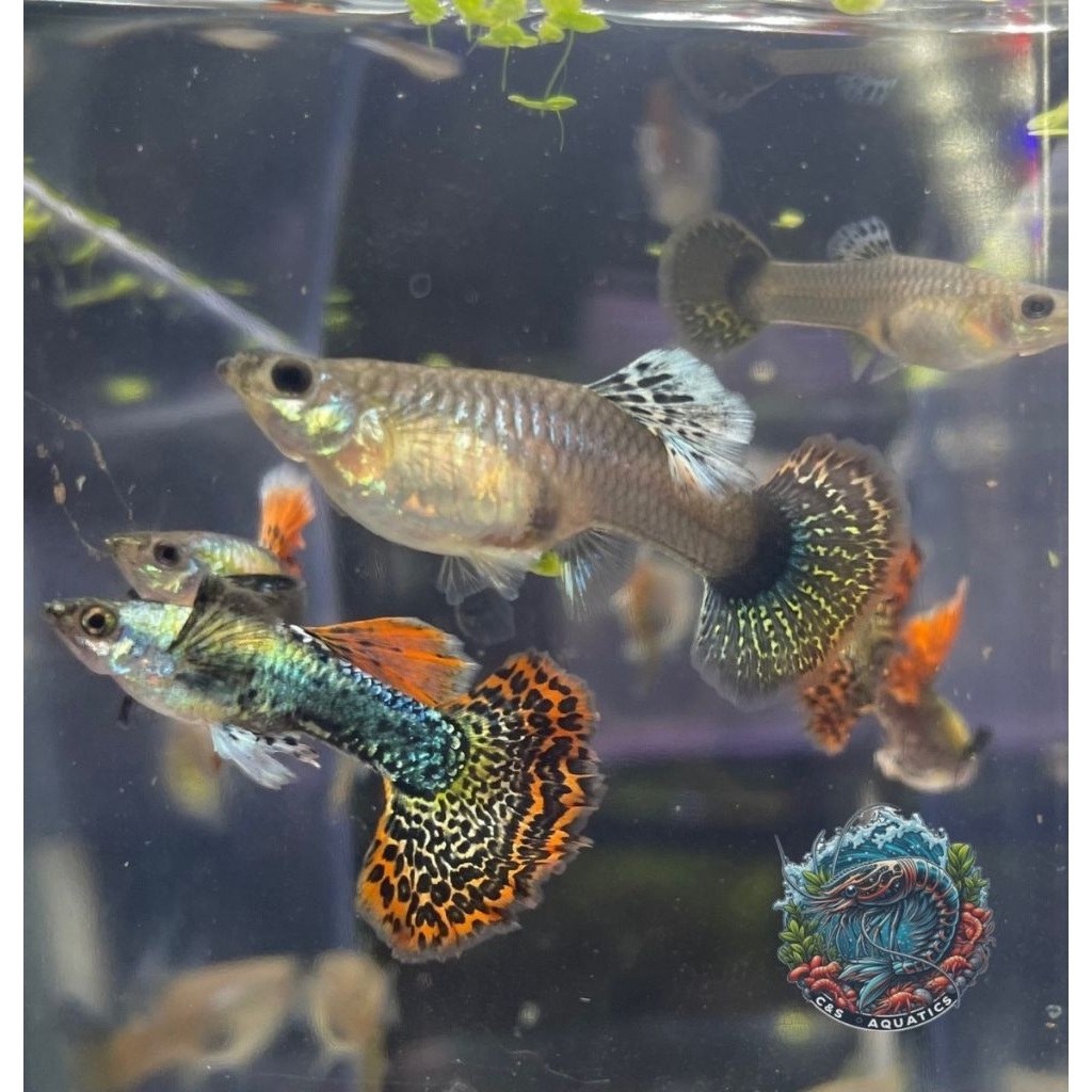 GUPPY RED DRAGON