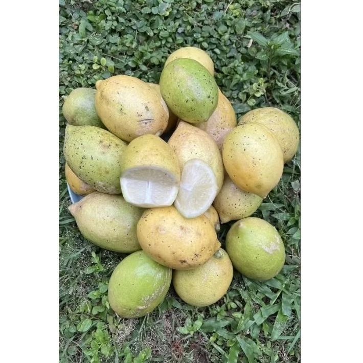 BUAH LEMON LOKAL 1kg