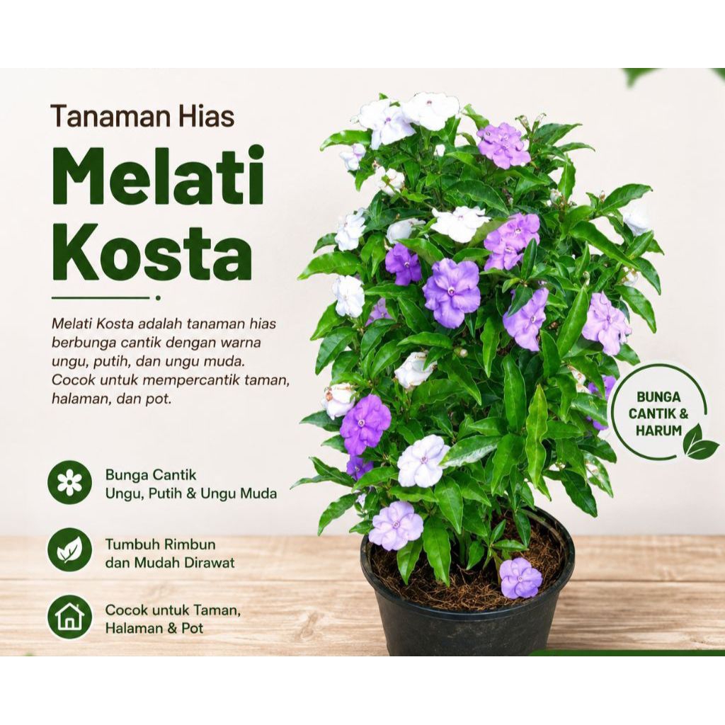 Bunga Melati Costa Bunga Melati Wangi Pohon Bunga  Melati Costa ( BISA COD)