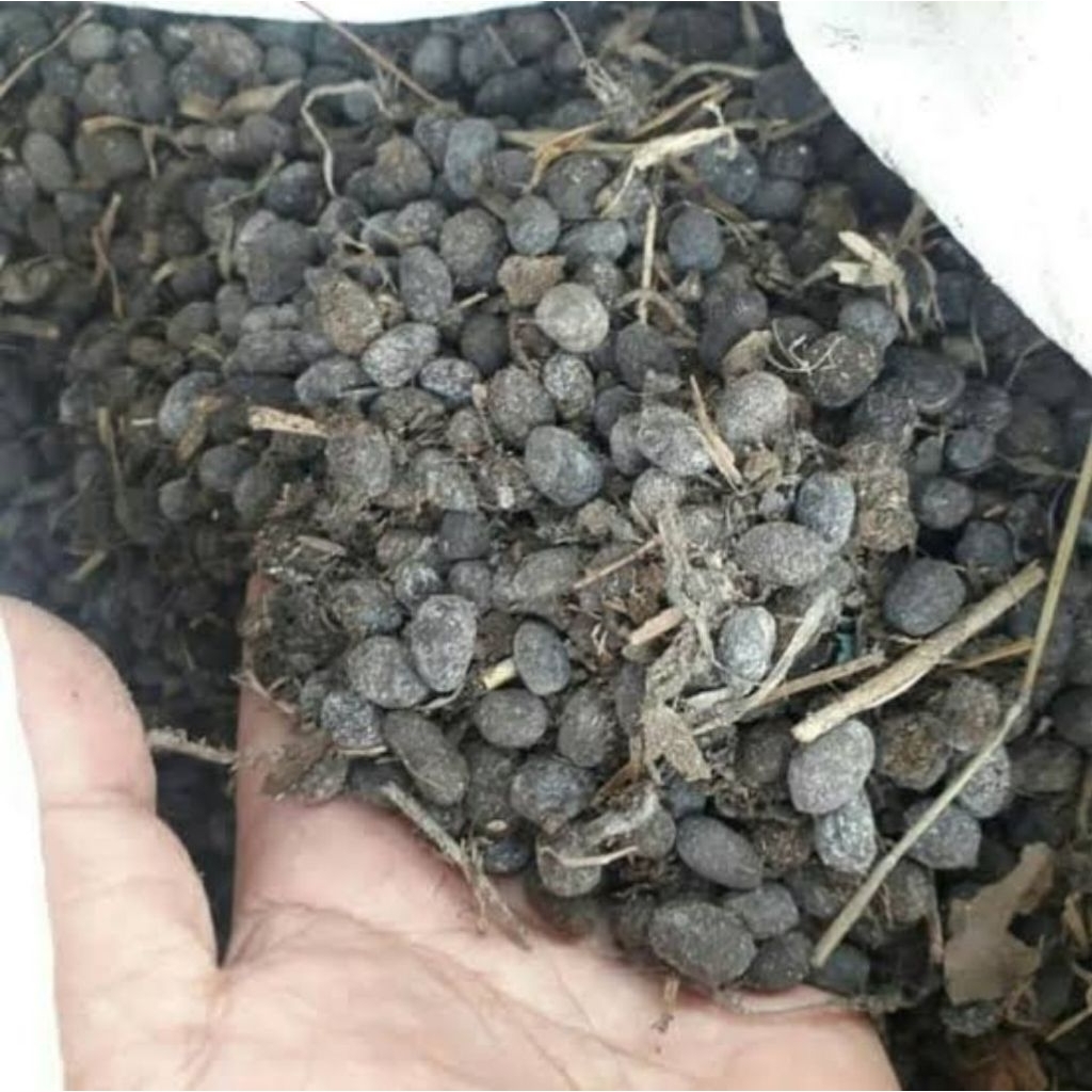 kohe kambing murni 1kg