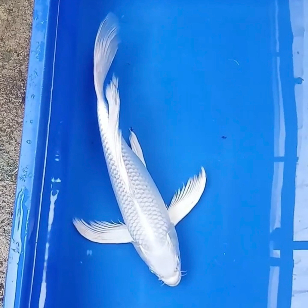 Paket isi 1 koi platinum slayer size 17-20cm putih bersih penari kolam hiasan aquarium
