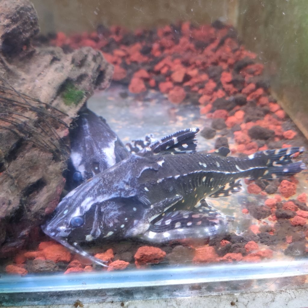 ikan hias agamyxis catfish ikan langka (purba)