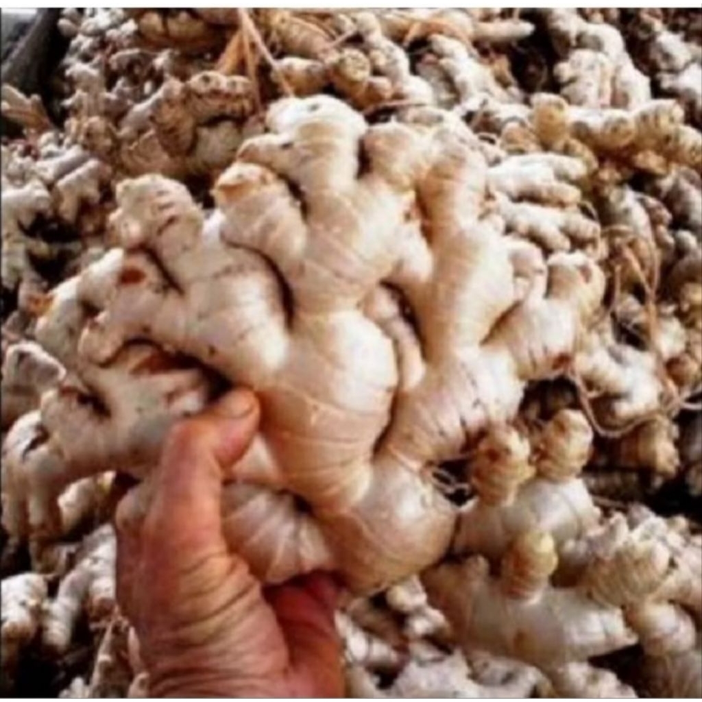 jahe gajah 1 kg