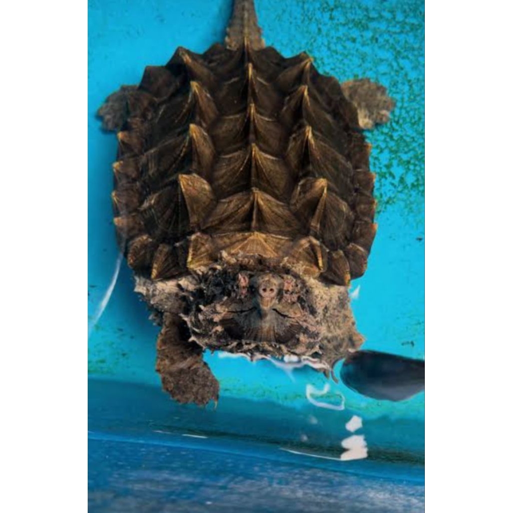 telur tetas kura-kura alligator snapping sip menetas