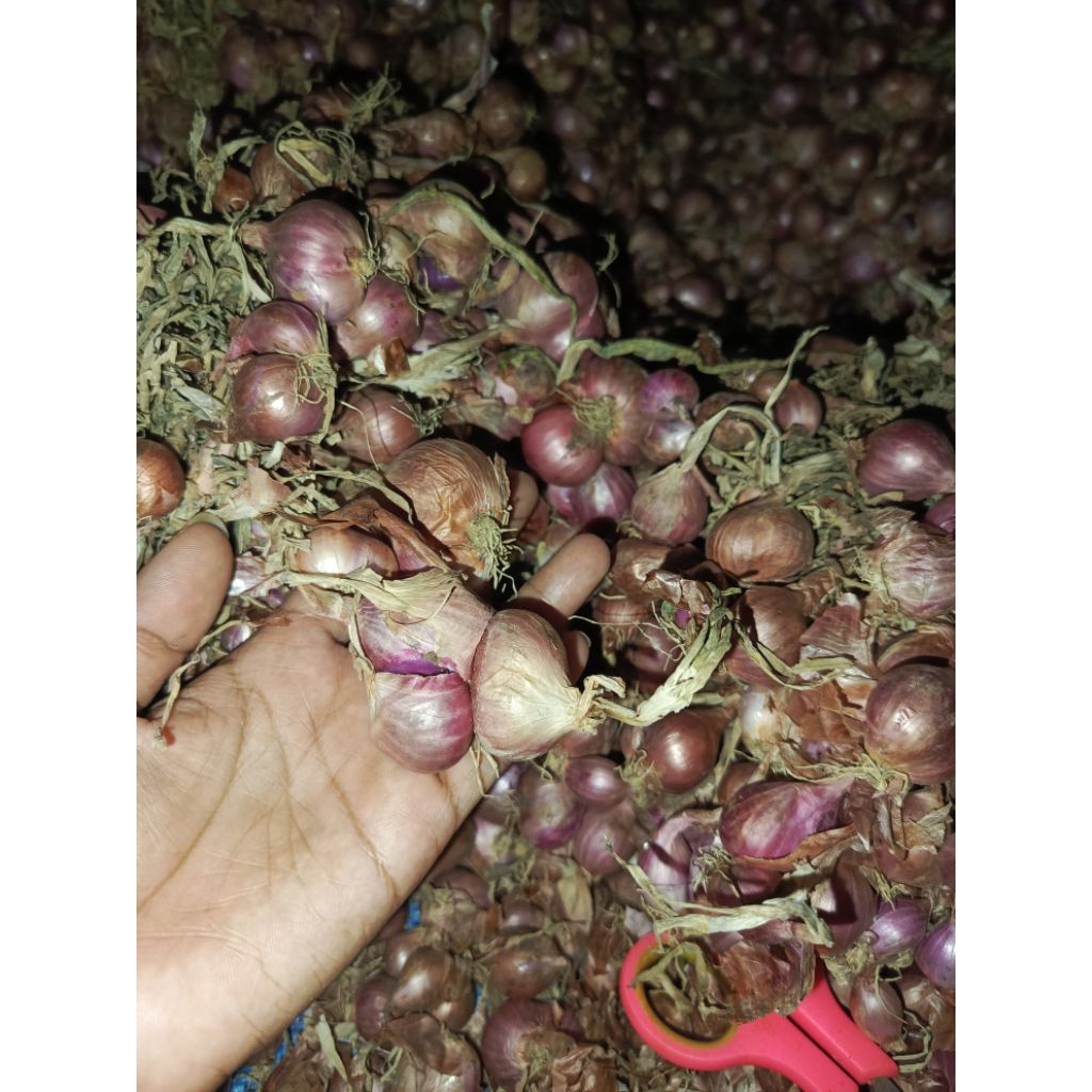Bawang merah daun kering 1 kilo