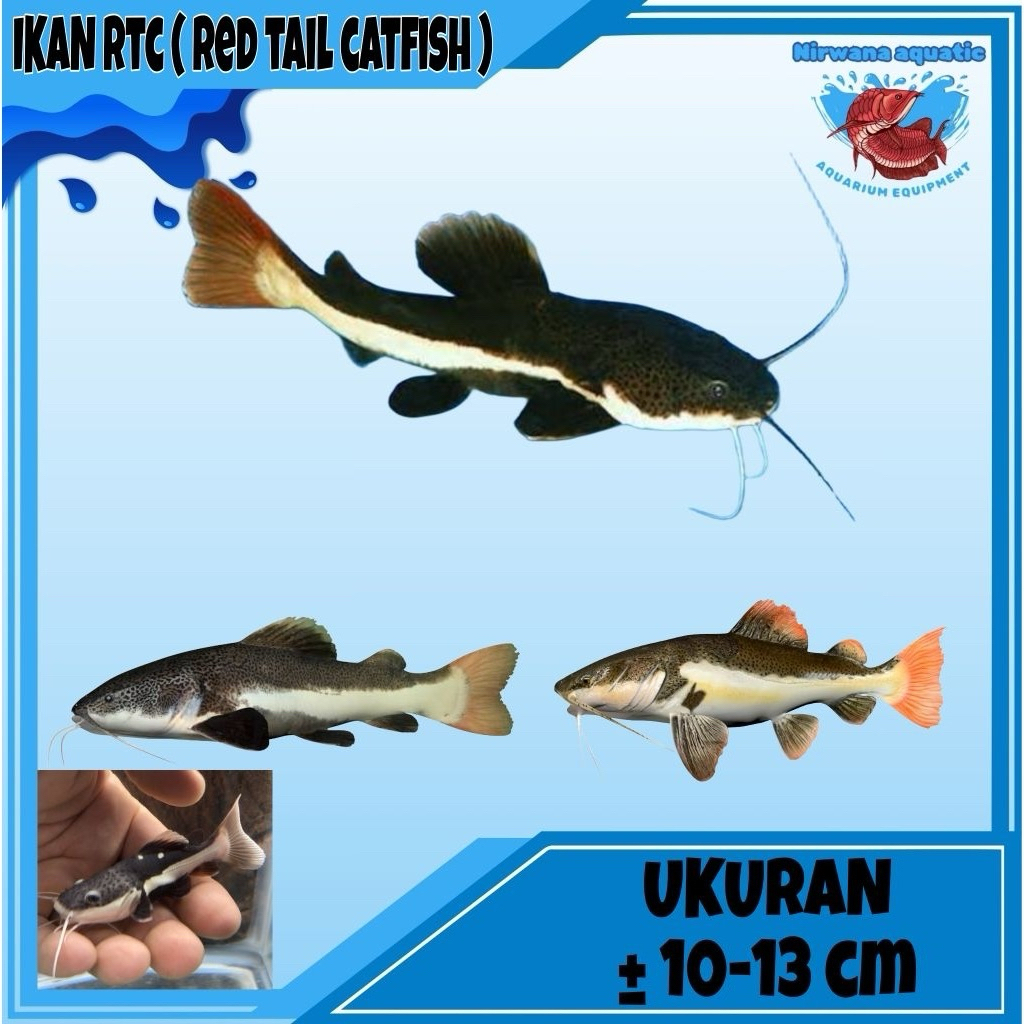 (INSTAN) IKAN PREDATOR RTC (RED TAIL CATFISH) - UKURAN ±10