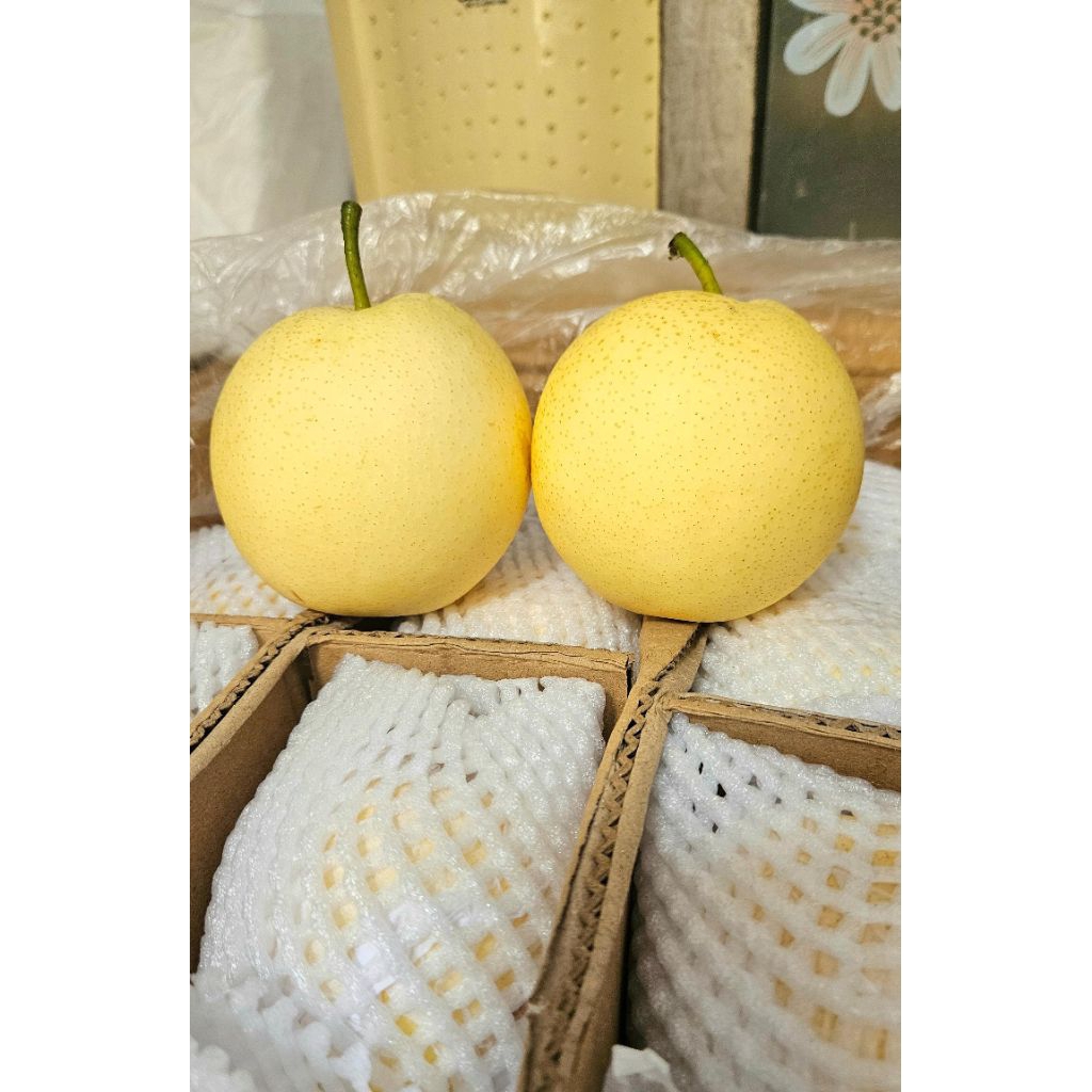 Pear Century segar / buah pear Century / buah pir