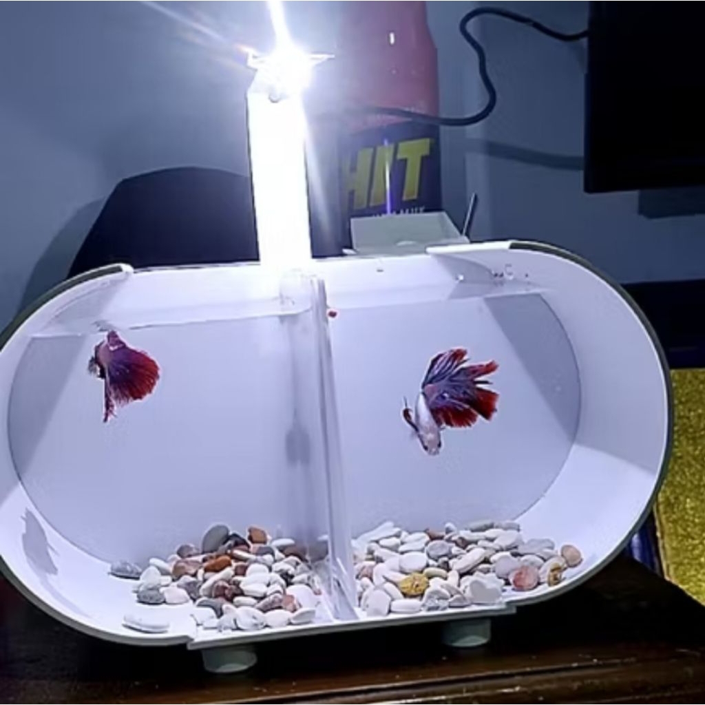 Aquarium minimalis ikan cupang/guppy dobel sekat akrilik di lengkapi lampu led