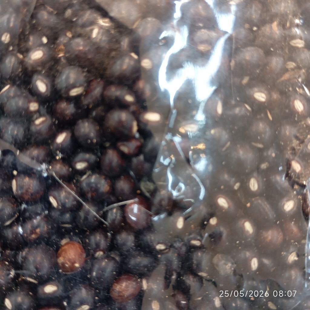 Undis Mentah Kering 1kg Kacang Gude Bali