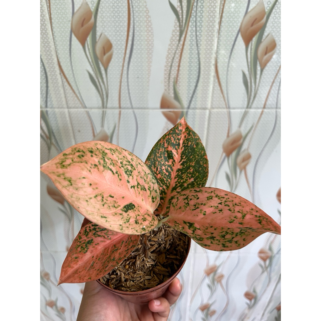 Tanaman hias Aglaonema Stardust Orange