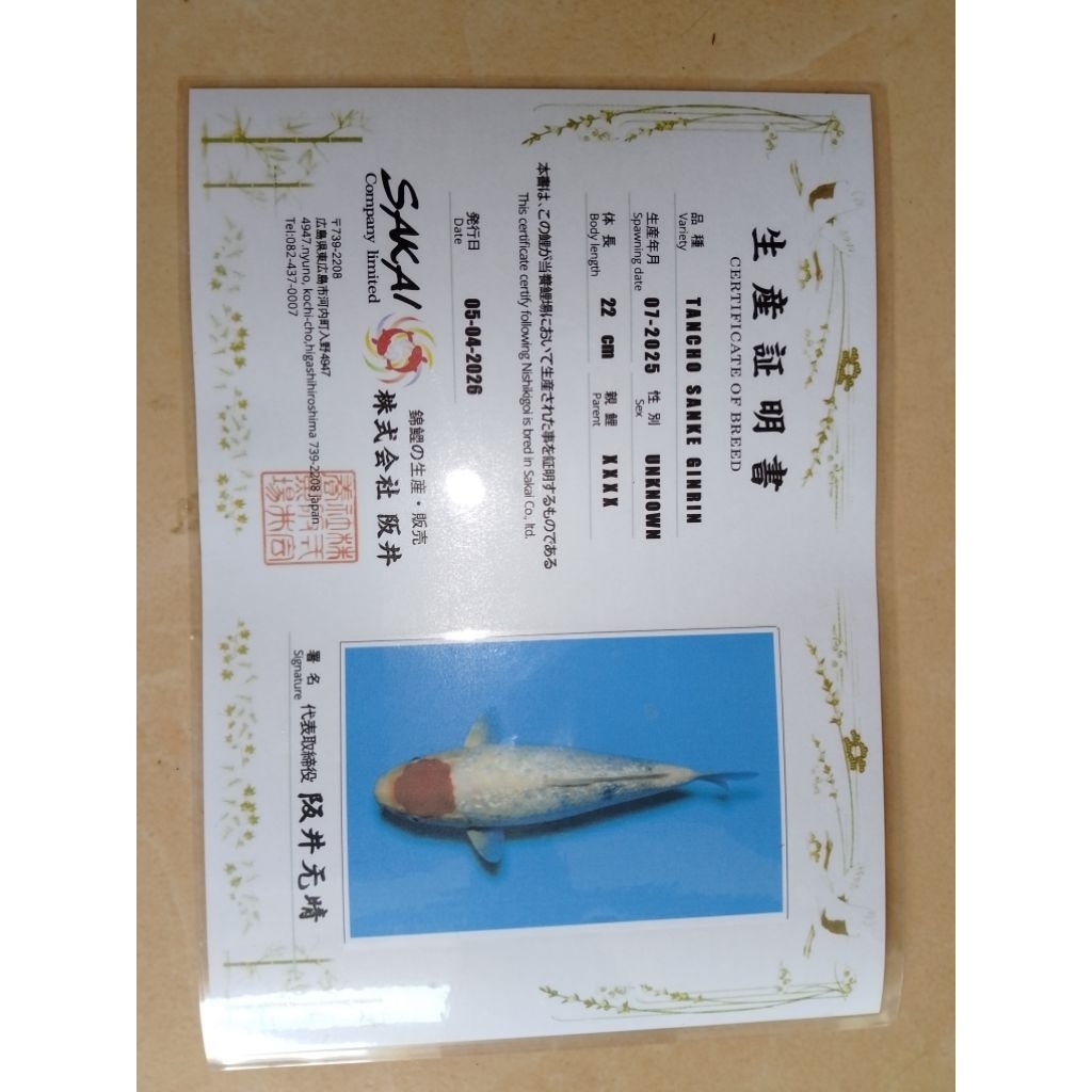Ikan koi import jenis Tancho Sanke Ginrin 27cm