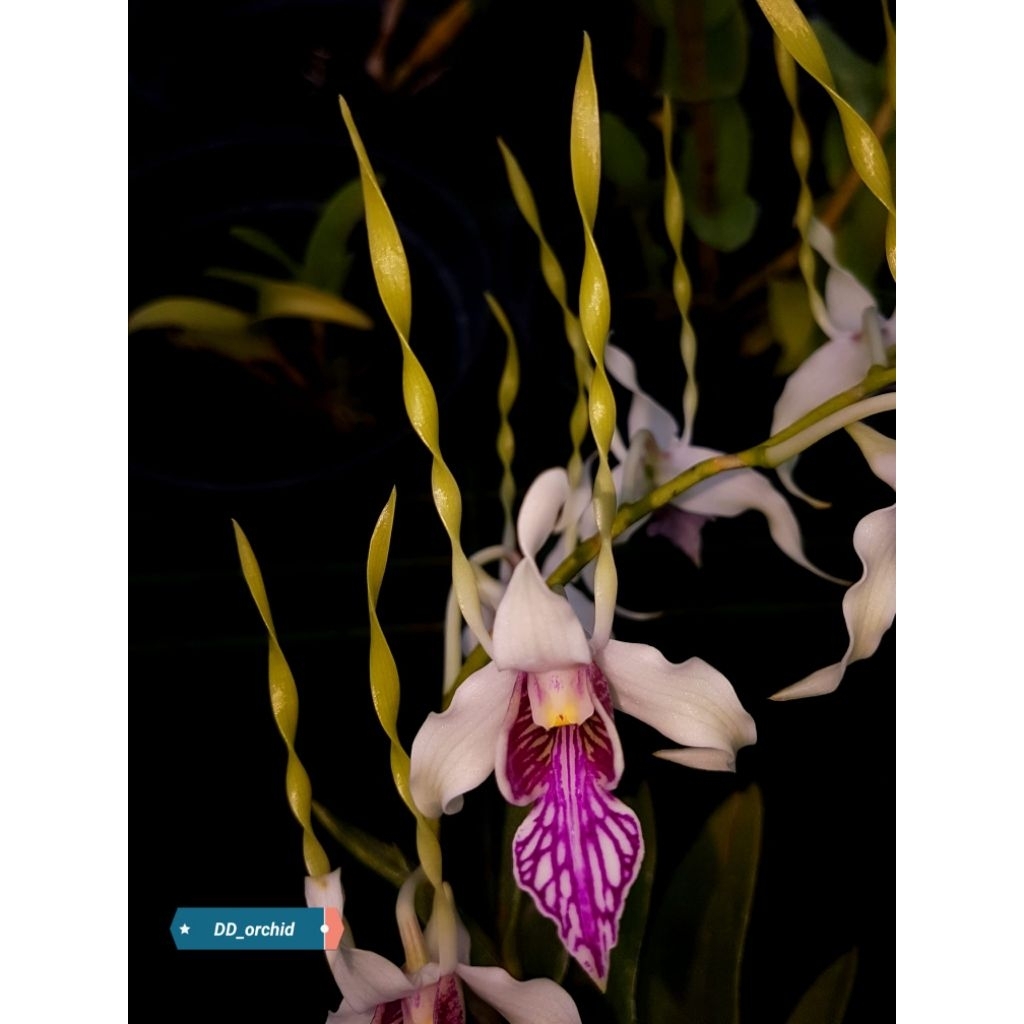 Dendrobium stratiotes