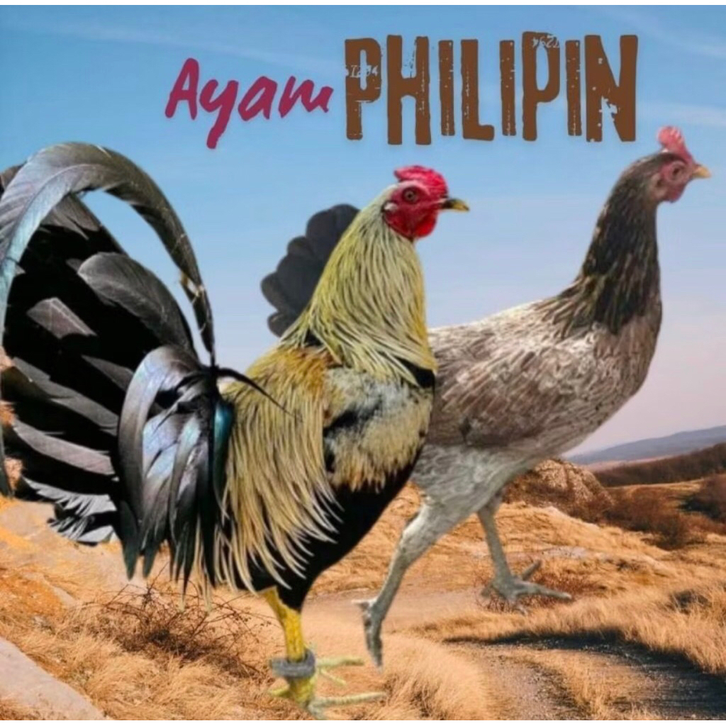Telur Ayam Philipin AK47 Asli Siap Untuk Ditetaskan