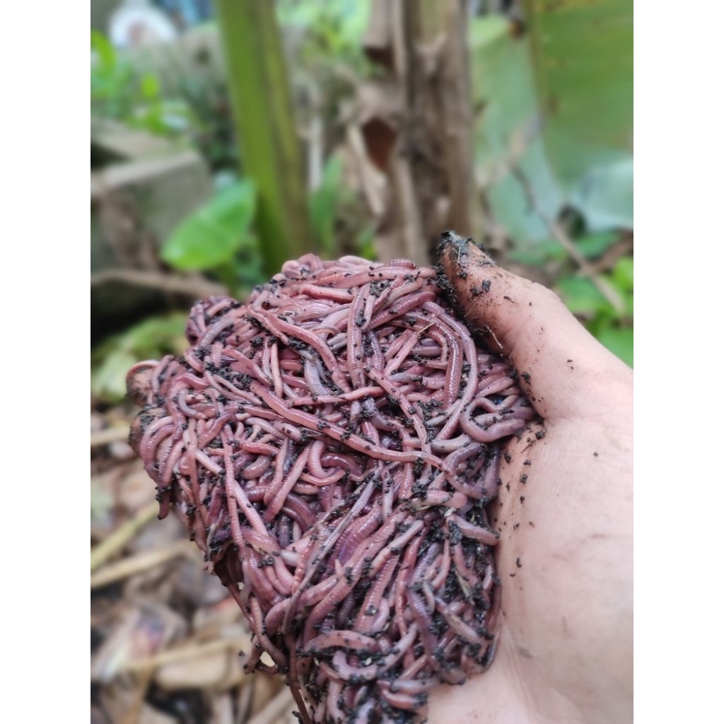 CACING ANC CACING TANAH CACING MERAH PAKAN UMPAN PAKAN IKAN PREDATOR CACING PAKAN BURUNG KICAU 1KG 5