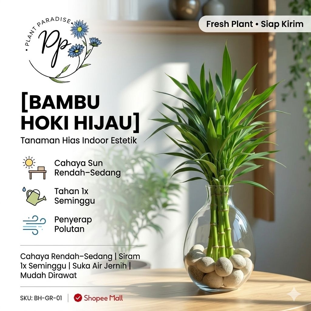 Paket 5 Batang Tanaman Hias Bambu Hoki Sri Rejeki Tanaman Bamboo Hoki Sri Rezeki