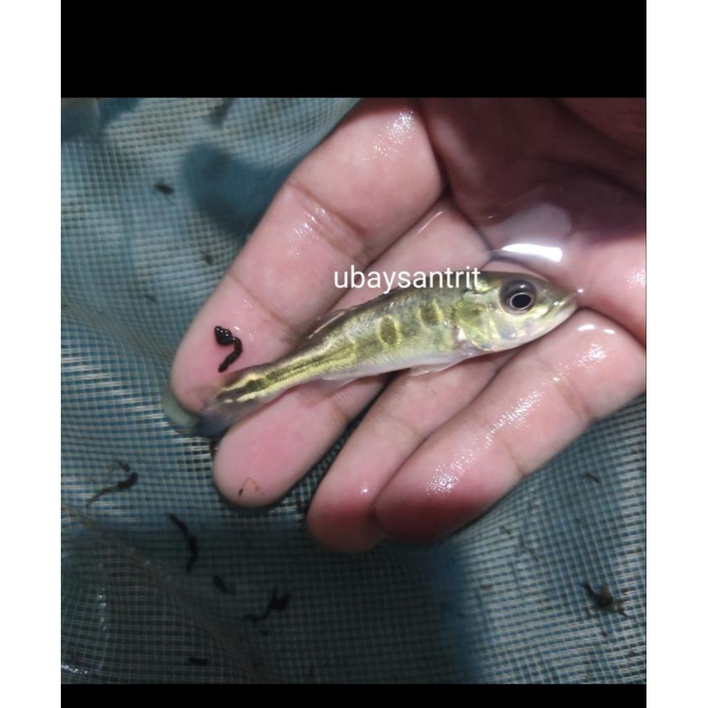 hiasan aquarium pbass kelberi