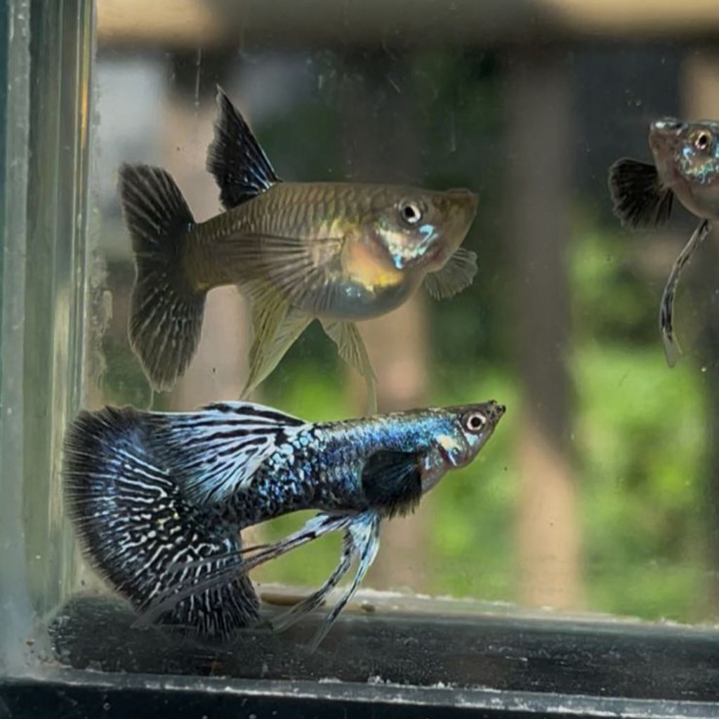 guppy platinum blue dragon ribbon