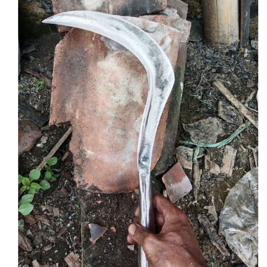 aret sabit rumput baja asli