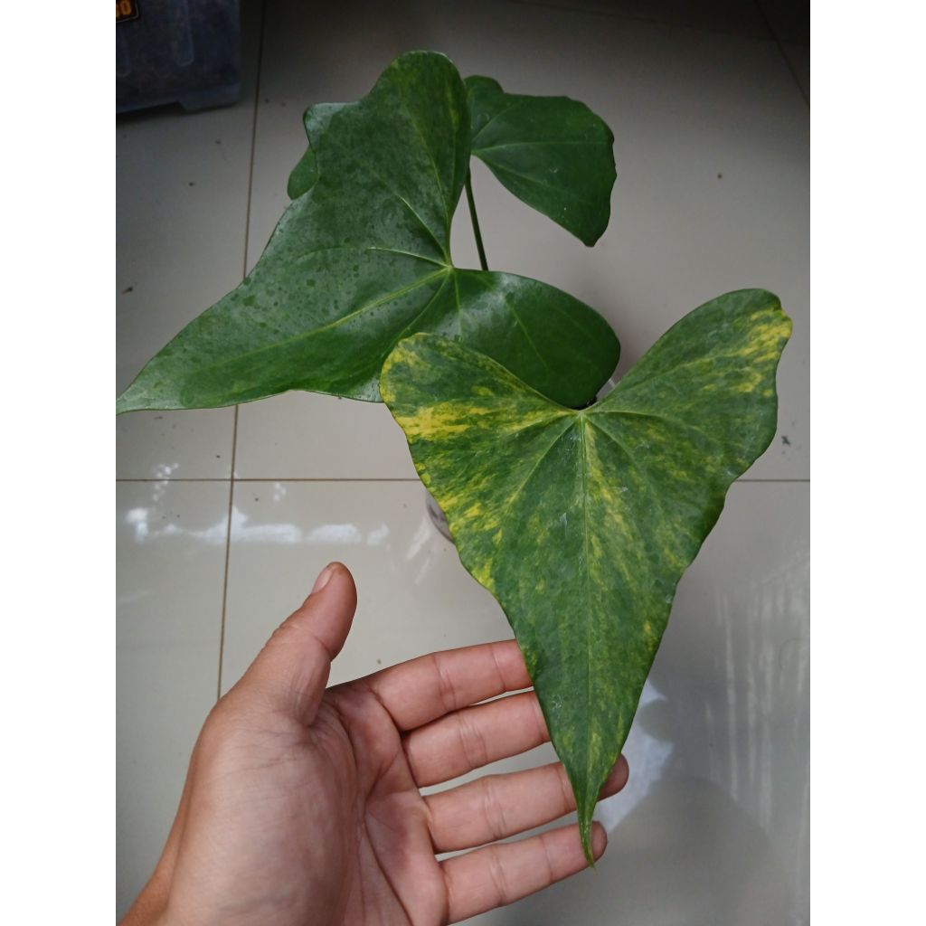 anturium pterodactyl variegata