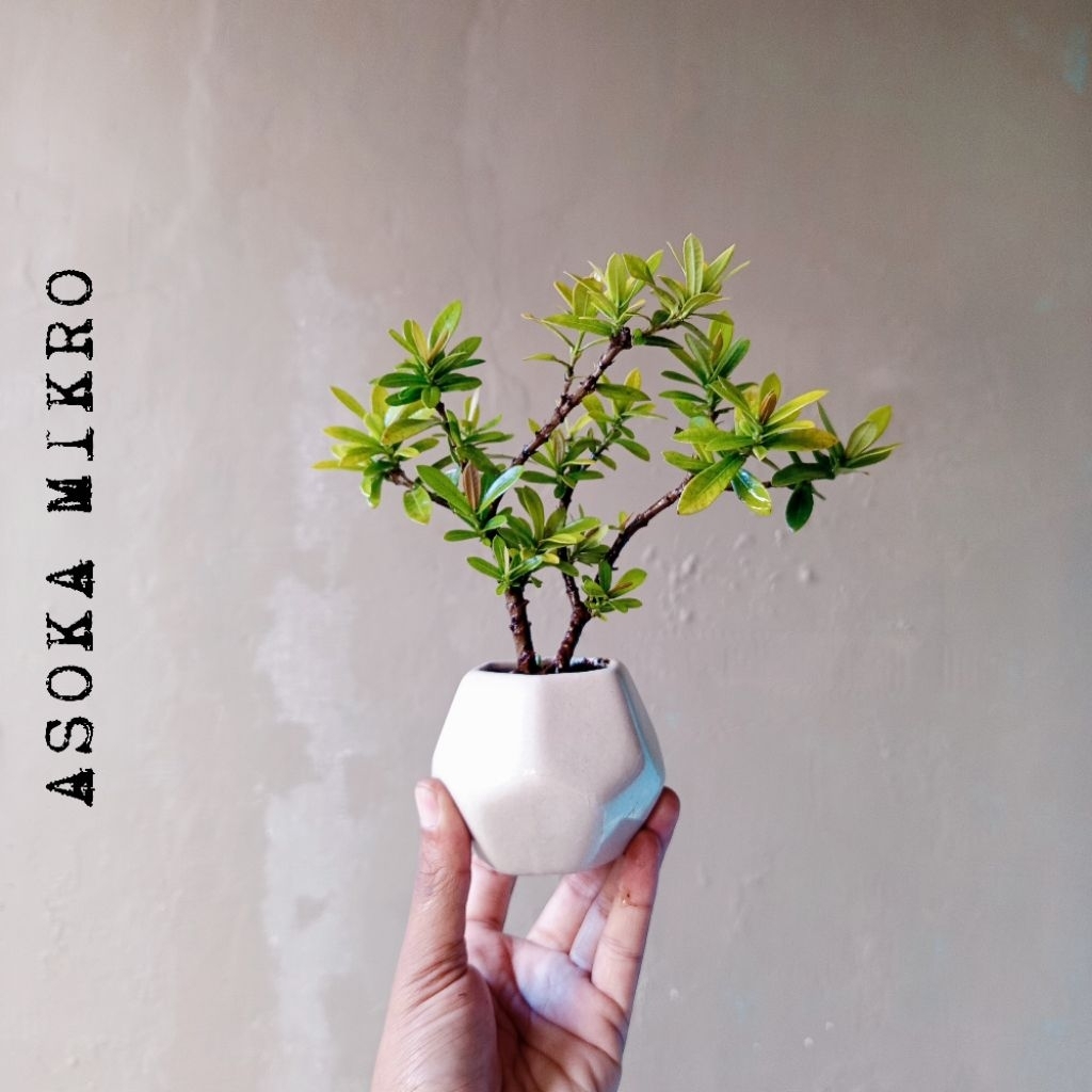 BONSAI ASOKA MIKRO  MINI DIKIRIM SESUAI FOTO