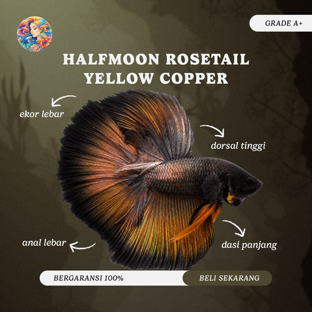 Cupang Aksesoris Aquarium – Halfmoon Yellow Copper Grade A+