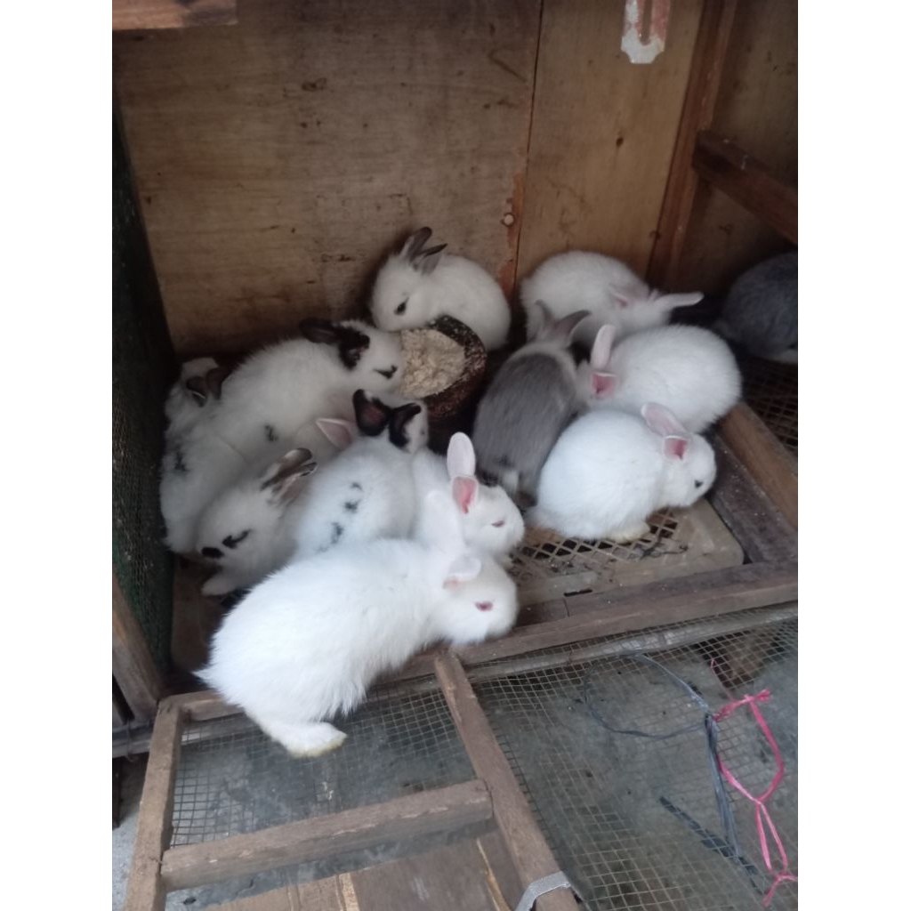 Sepasang kelinci Lokal  Anakan Sehat dan Lucu