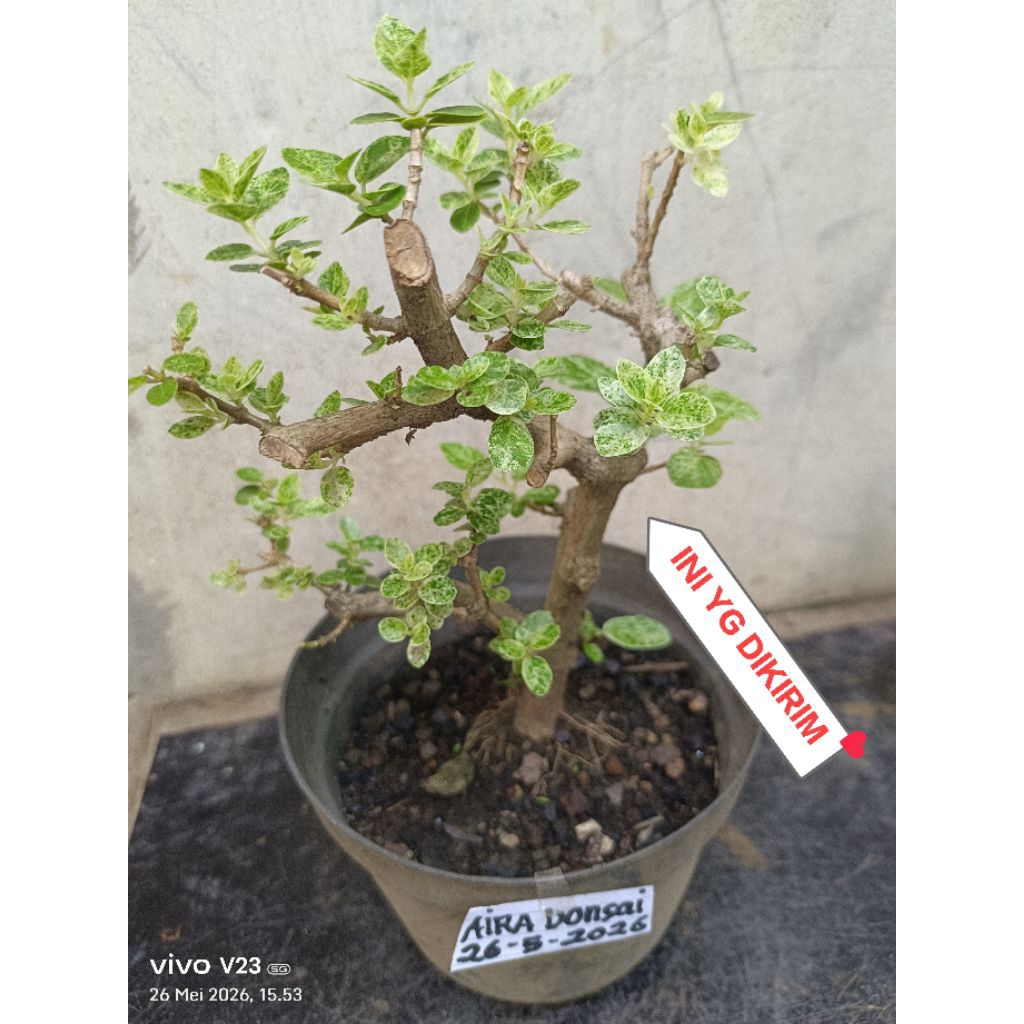 Bahan bonsai sancang varigata original