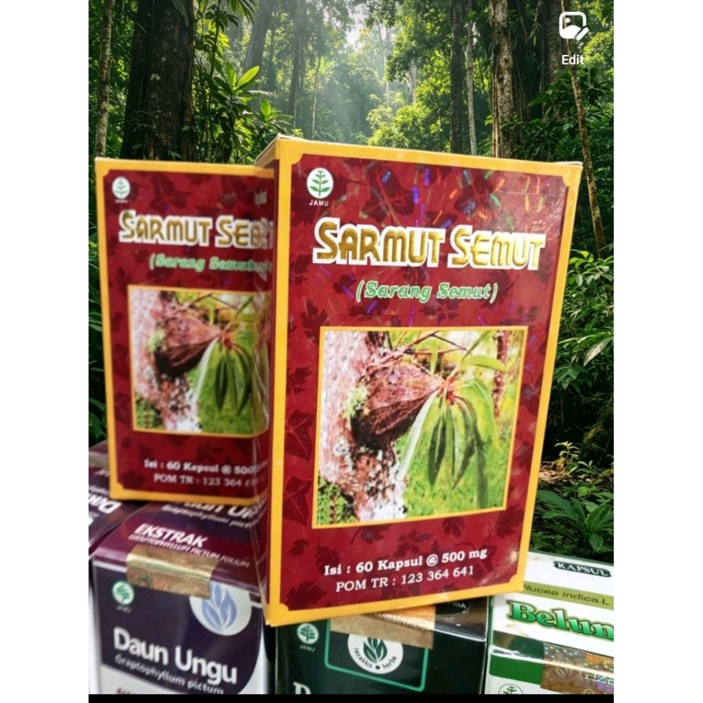 sarang semut papua kapsul