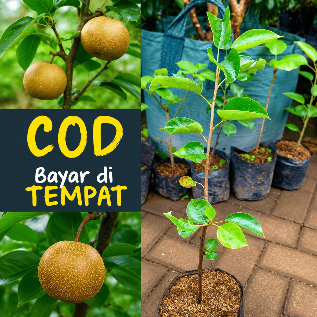 BIBIT PEAR/PIR ASIA HASIL CANGKOK UNGGUL MURAH bibit pir asia bibit pear asia bibit pir madu bibit p