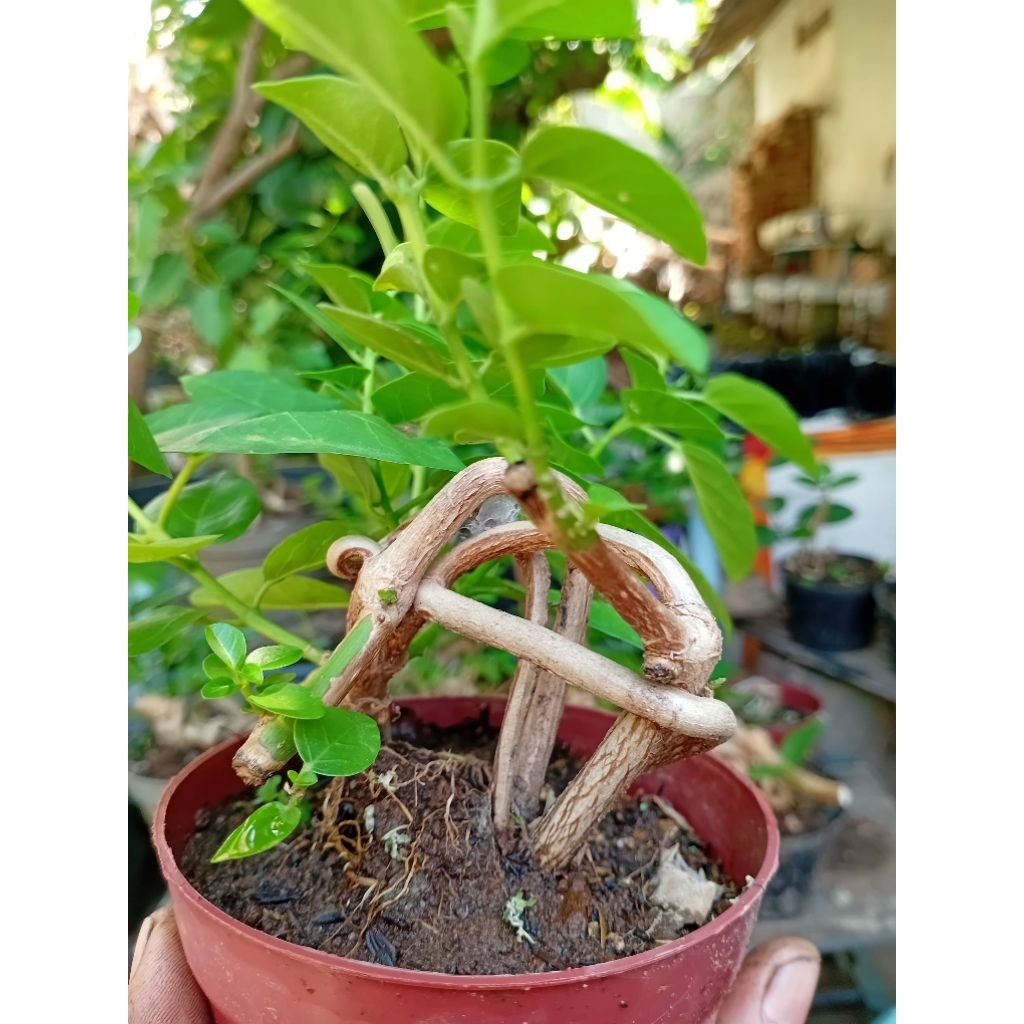 bahan bonsai sancang mame
