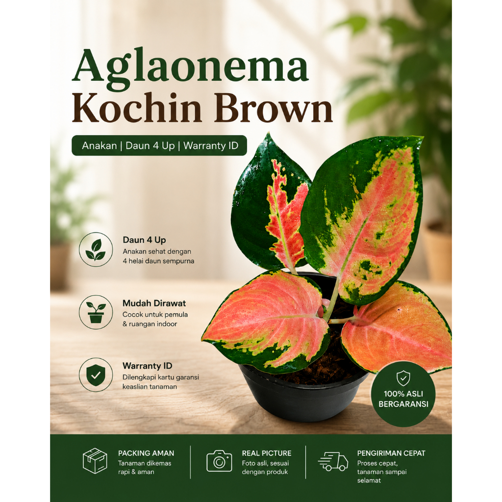Aglaonema Kochin Brown | Anakan | Daun 4 Up | Warranty ID |