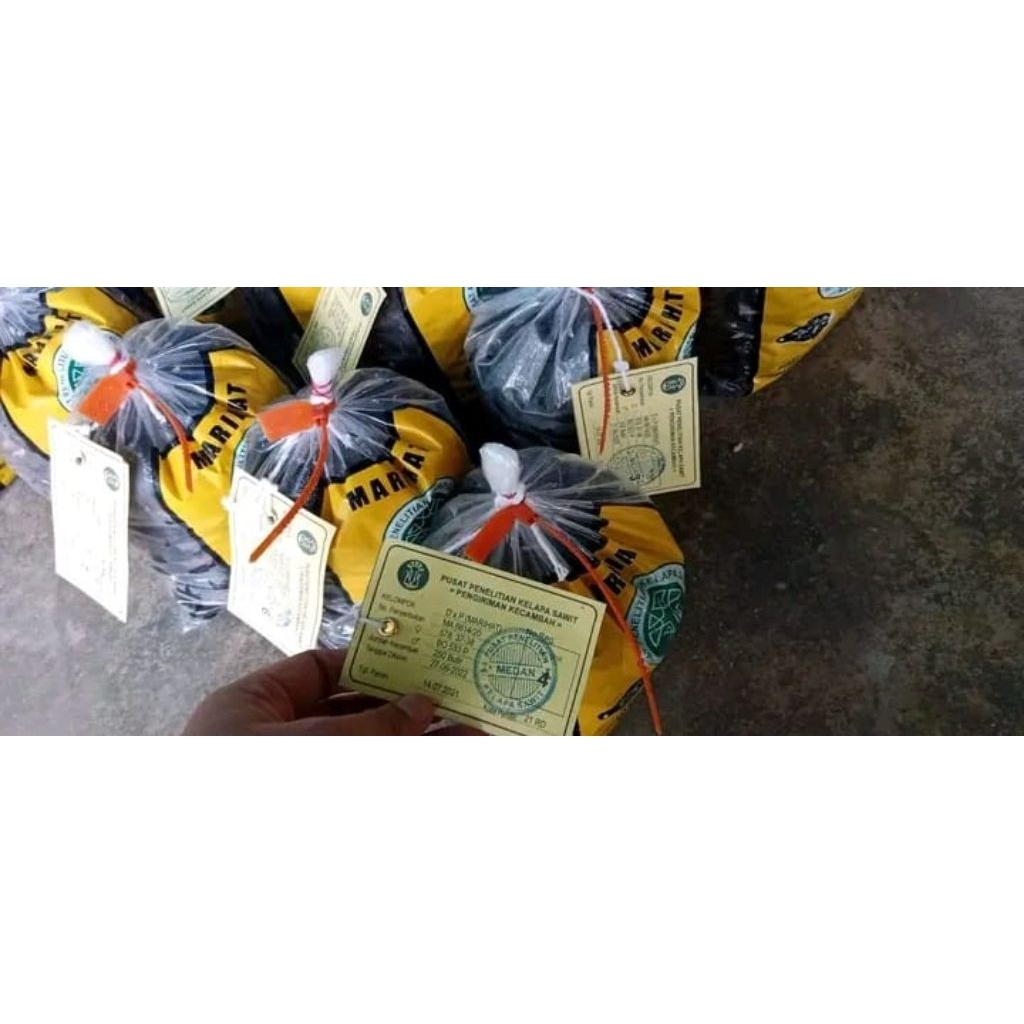kecamba sawit marihat unggul berkualitas