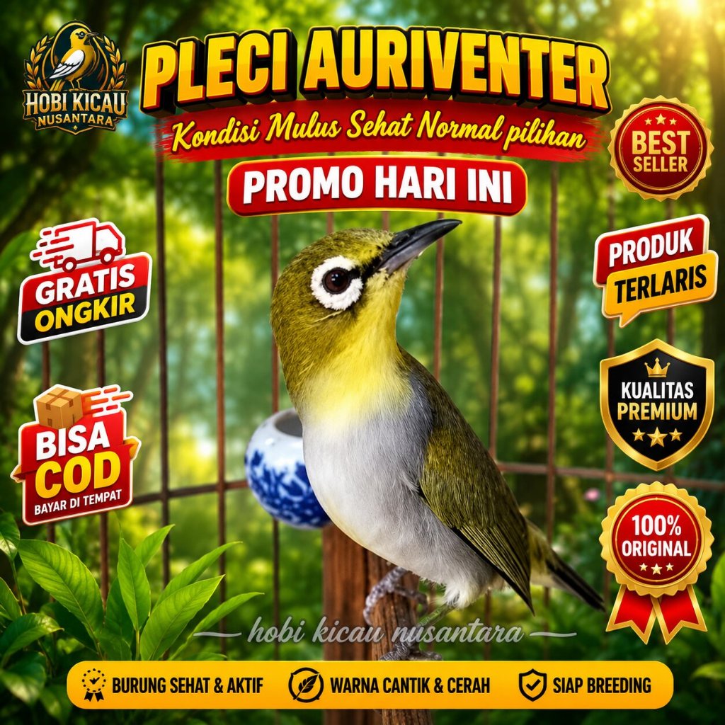 PlecI Auriventer Kondisi Mulus Sehat Normal pilihan