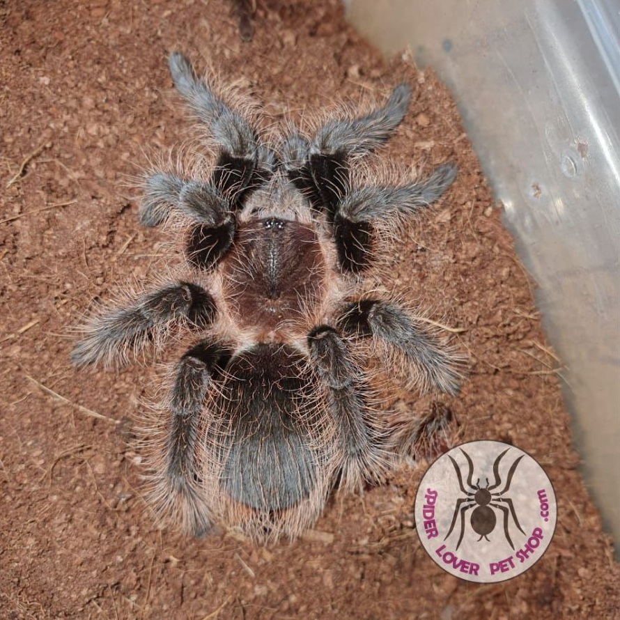 TARANTULA BRACHYPELMA ALBOPILOSUM HONDURAN - SLING