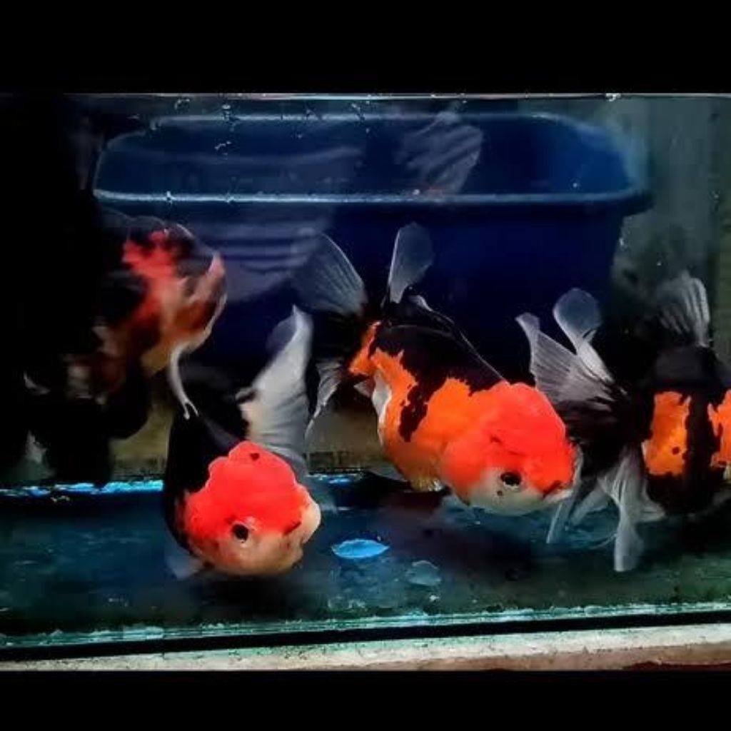 (TERMURAH) ikan mas koki Oranda & koki panda & koki oranda pw