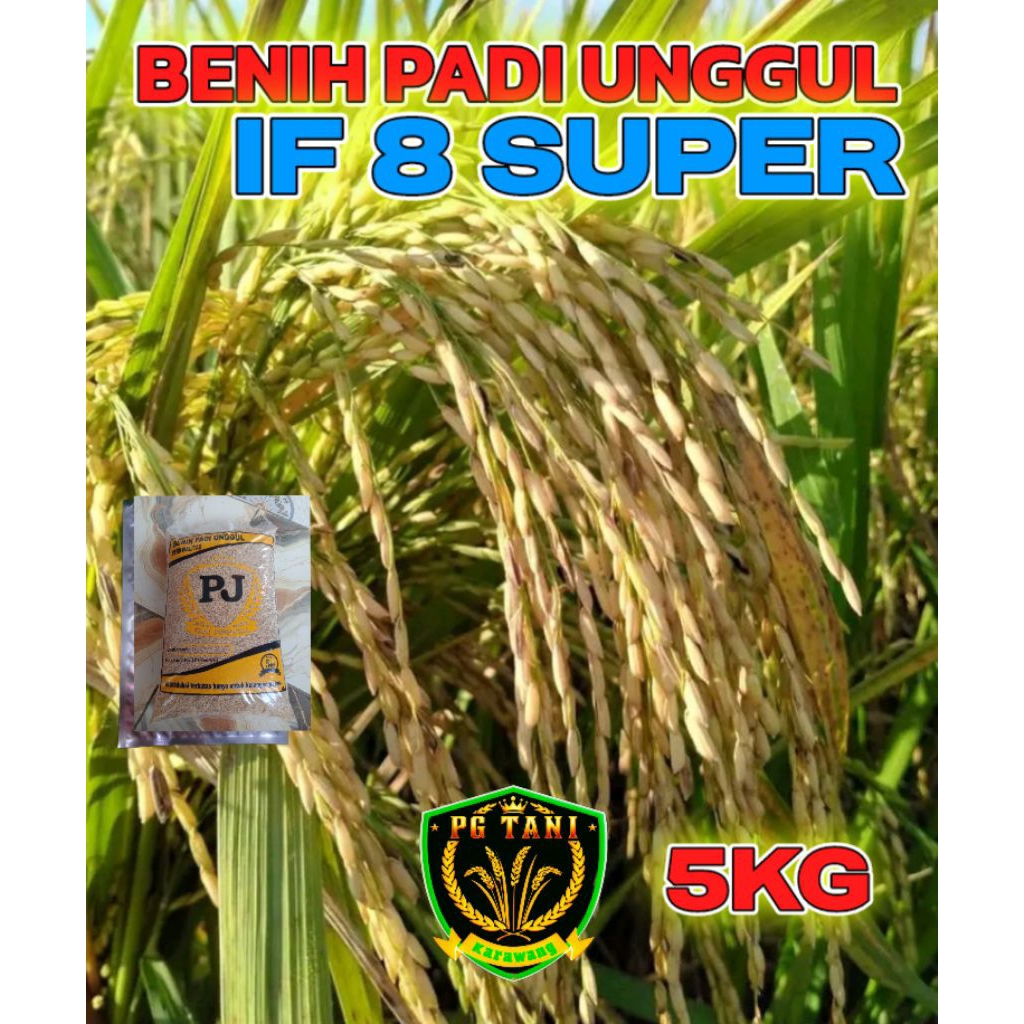 BENIH PADI UNGGUL BERKUALITAS IF 8 SUPER KEMASAN 5KG