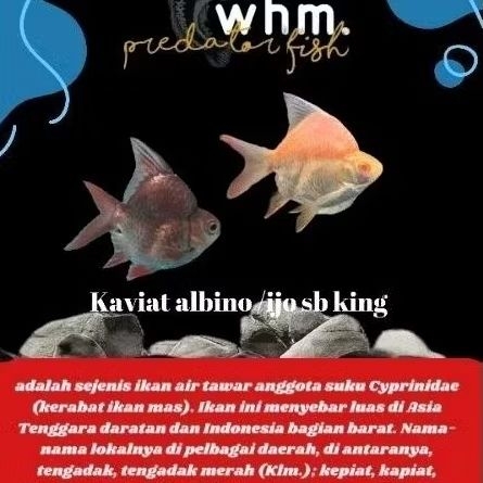 Kaviat Albino /Ijo SB king 2-3 cm gred A (stiker ikan)